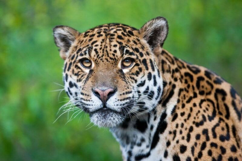 puerto-maldonado-2-day-tambopata-national-reserve-tour