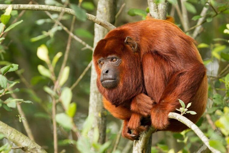 puerto-maldonado-3-day-tour-to-tambopata-national-reserve