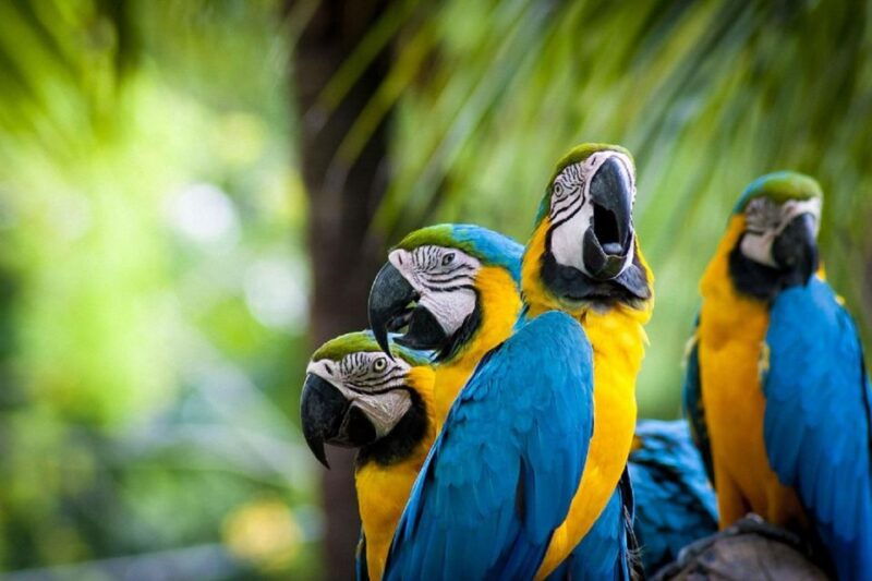 puerto-maldonado-4-day-tambopata-national-reserve