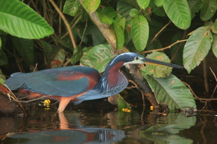 puerto-maldonado-4-day-tambopata-national-reserve-tour