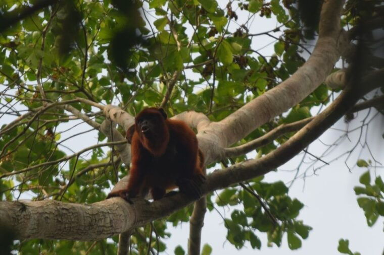 puerto-maldonado-4-day-tambopata-rainforest-tour