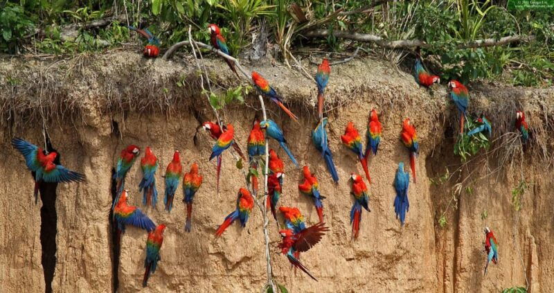 puerto-maldonado-parrot-and-macaw-clay-lick-excursion-2