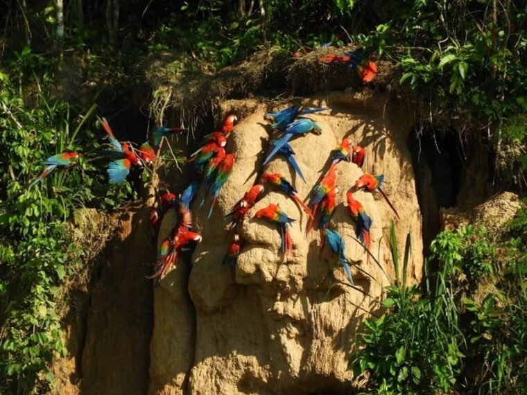 puerto-maldonado-parrot-and-macaw-clay-lick-excursion-2