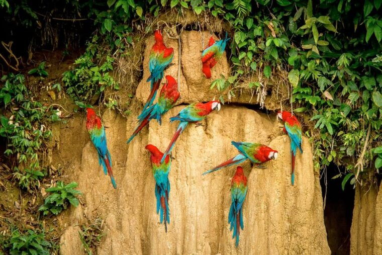 puerto-maldonado-parrot-and-macaw-clay-lick-excursion-2