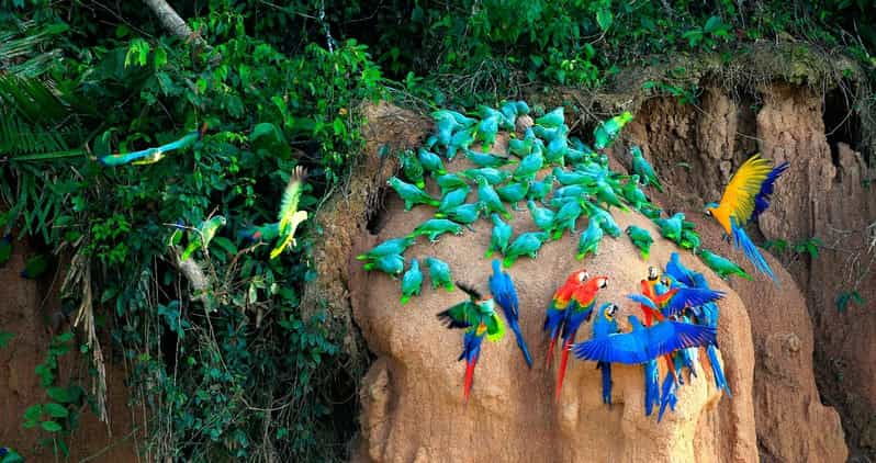 puerto-maldonado-parrot-and-macaw-clay-lick-excursion-3