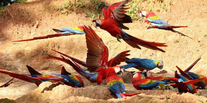 puerto-maldonado-parrot-and-macaw-clay-lick-excursion-3