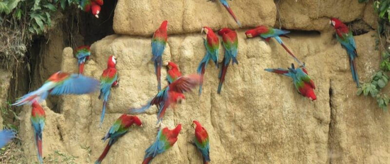 puerto-maldonado-parrot-and-macaw-clay-lick-excursion-3