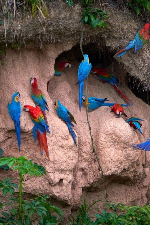 puerto-maldonado-parrot-and-macaw-clay-lick-excursion-3