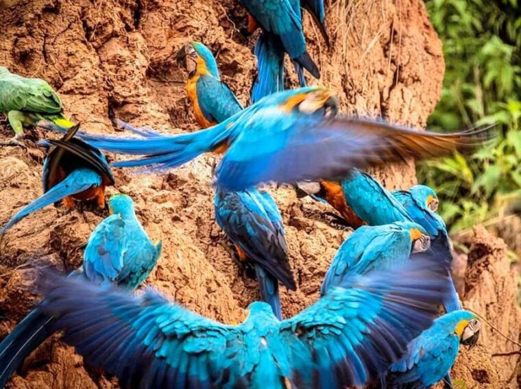 puerto-maldonado-parrot-and-macaw-clay-lick-excursion-3