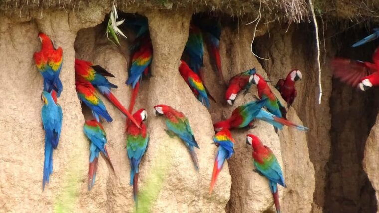 puerto-maldonado-parrot-and-macaw-clay-lick-excursion-3