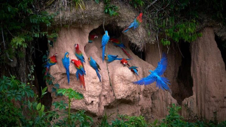 puerto-maldonado-parrot-and-macaw-clay-lick-excursion-3