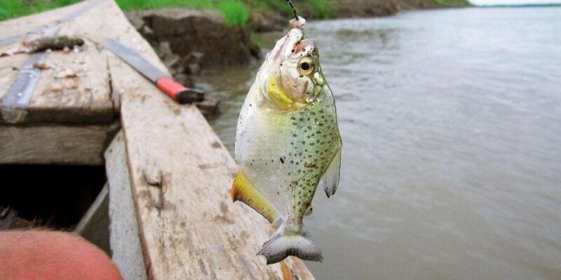 puerto-maldonado-parrot-sighting-and-piranha-fishing