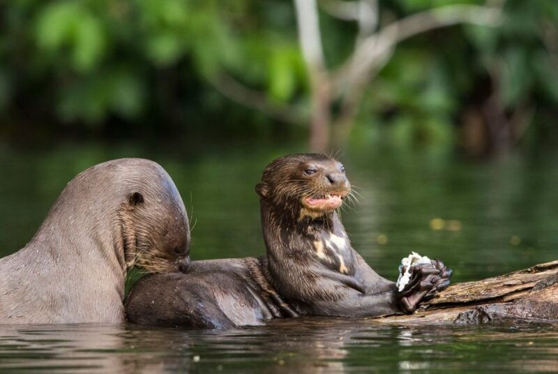 puerto-maldonado-tambopata-national-reserve-4-days-3