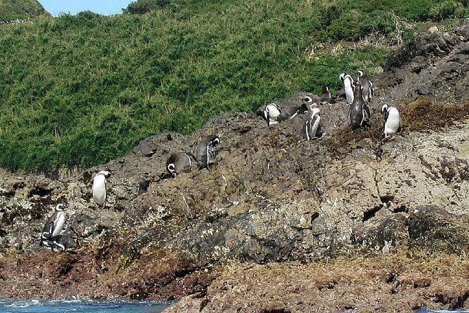 puerto-montt-full-day-chiloe-island-visiting-penguins-in-punihuil