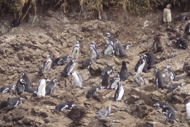 puerto-montt-full-day-chiloe-island-visiting-penguins-in-punihuil