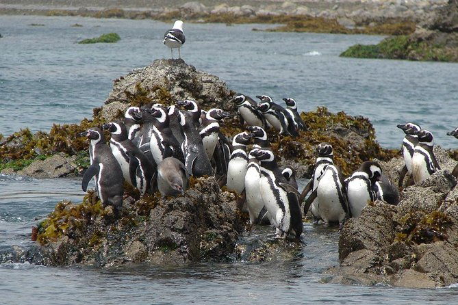 puerto-montt-full-day-chiloe-island-visiting-penguins-in-punihuil