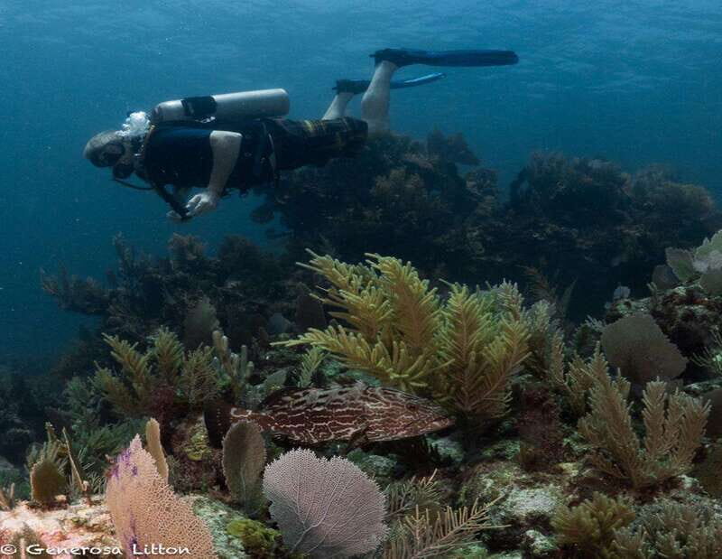 Puerto Morelos: Diving at Puerto Morelos Reef - Key Points