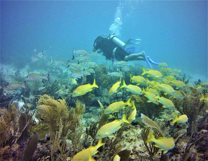 Puerto Morelos: Diving at Puerto Morelos Reef - What to Expect from the Tour