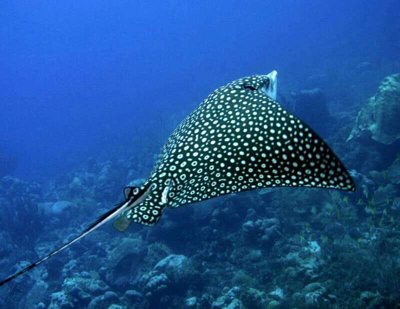 Puerto Morelos: Diving at the C56 Shipwreck - Key Points