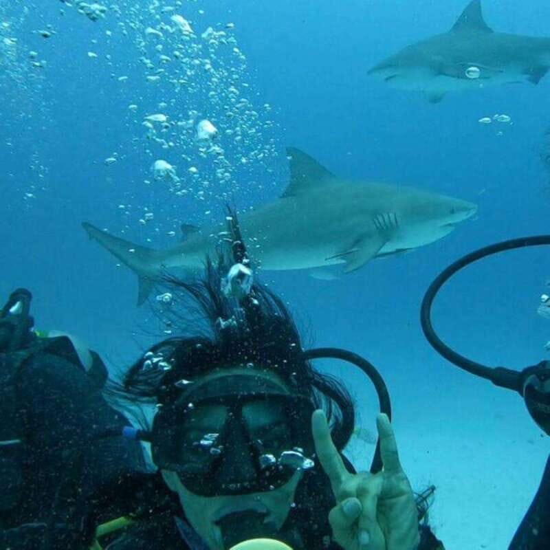 Puerto Morelos: Diving with Bullsharks - Key Points