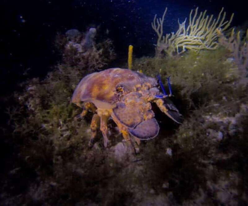 Puerto Morelos: Ojo de Agua Night Dive for Certified Divers - The Allure of Night Diving at Ojo de Agua in Puerto Morelos