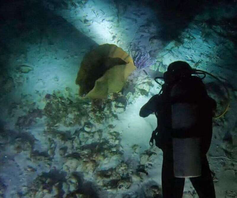 Puerto Morelos: Ojo de Agua Night Dive for Certified Divers - What You’ll See and Experience
