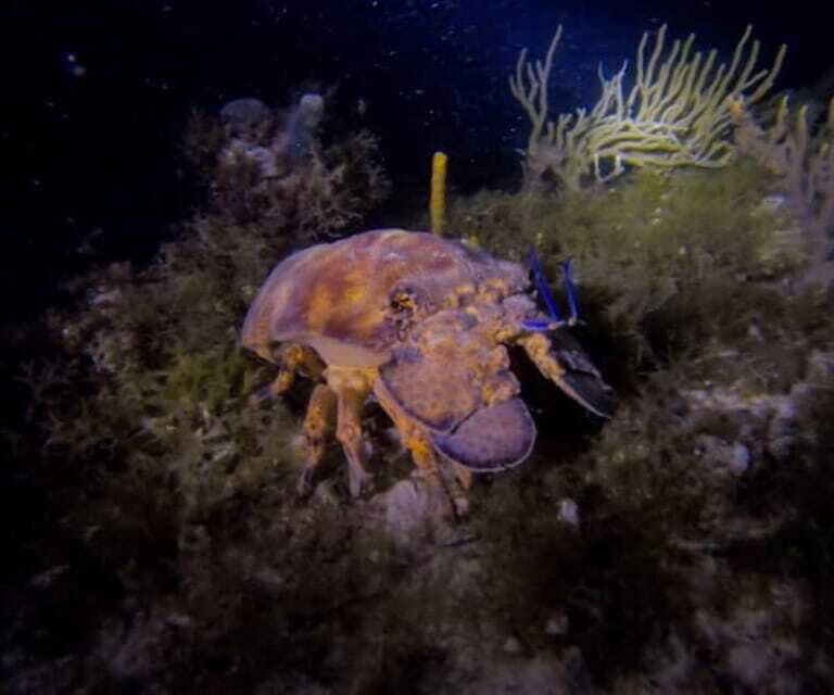 Puerto Morelos: Ojo de Agua Night Dive for Certified Divers - Who Should Consider This Experience?
