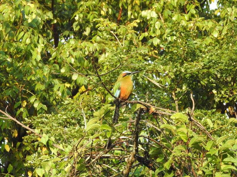 Puerto Morelos: Ruta de los Cenotes Birdwatching Tour - Key Points