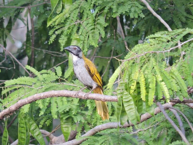 Puerto Morelos: Ruta de los Cenotes Birdwatching Tour - FAQ