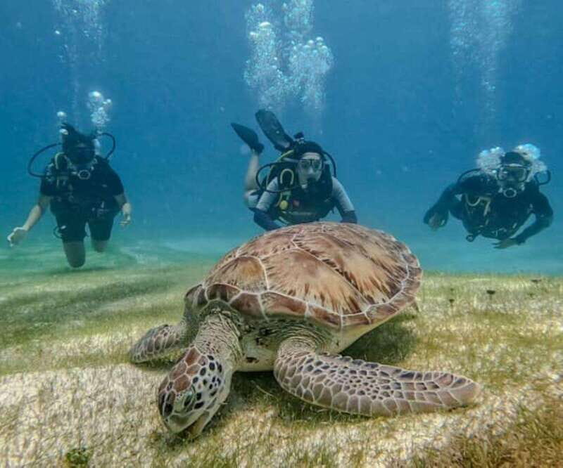 Puerto Morelos: Scuba Diving for Beginners - 2 Dives - The Experience in Detail