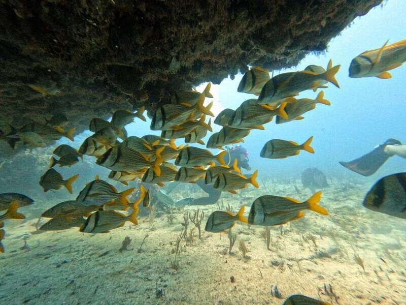 Puerto Morelos: Scuba Diving for Beginners - 2 Dives - The Value of the Experience