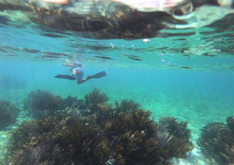 puerto-morelos-snorkel-in-coral-reef-with-transportation
