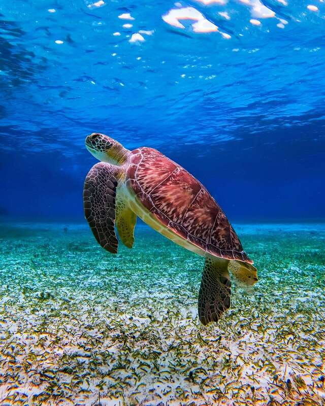puerto-morelos-snorkeling-discover-vibrant-underwater-life