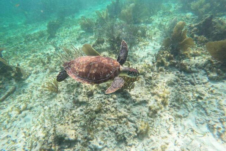 puerto-morelos-snorkeling-guided-activity