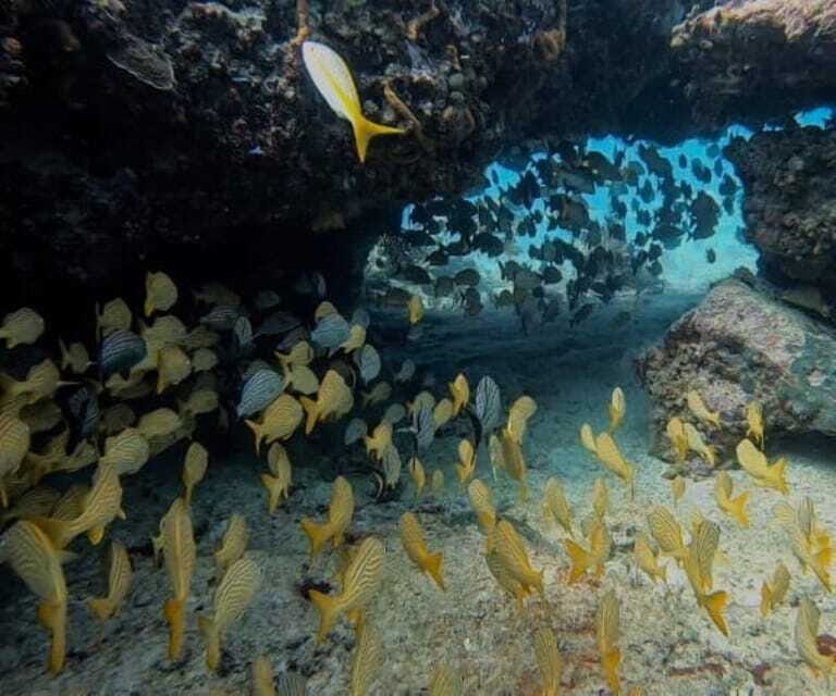 Puerto Morelos: Two Reef Dives for Certified Divers - Experience Providers and Guides  