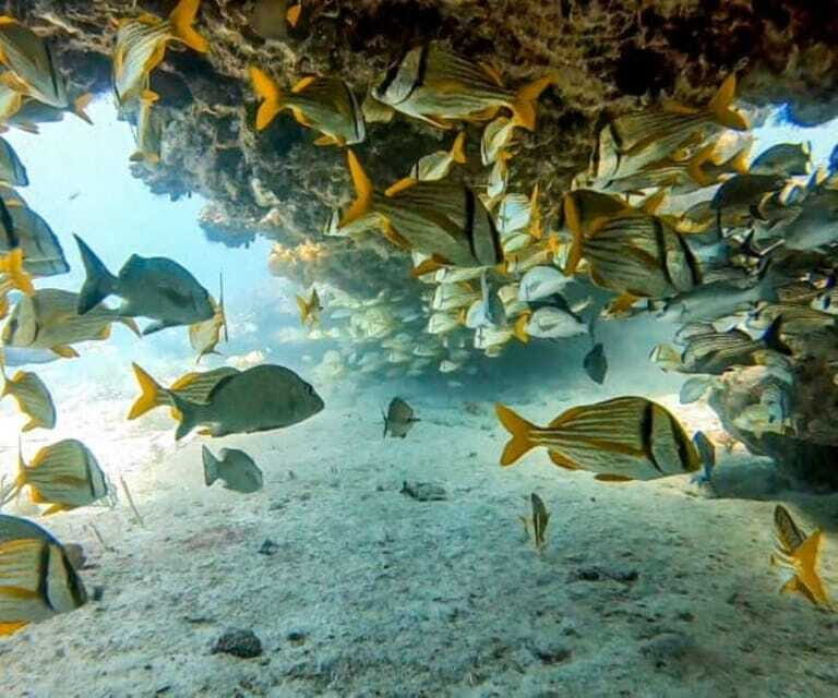 Puerto Morelos: Two Reef Dives for Certified Divers - The Sum Up  