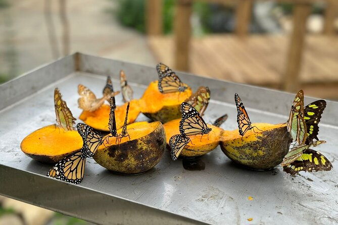 puerto-plata-city-tour-with-butterfly-garden