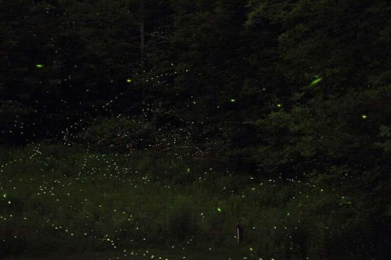 Puerto Princesa: Firefly Watching Bay Cruise with Dinner - Key Points