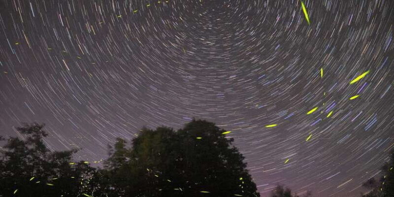 Puerto Princesa: Firefly Watching Bay Cruise with Dinner - Final Thoughts