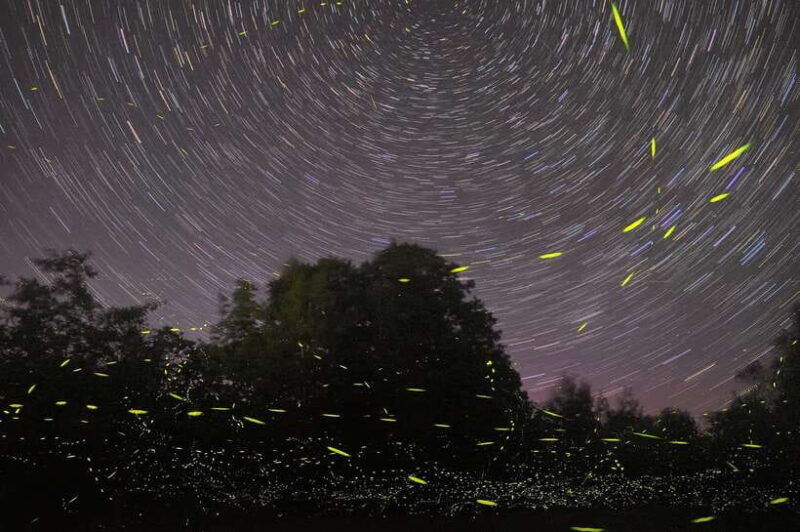puerto-princesa-firefly-watching-bay-cruise-with-dinner