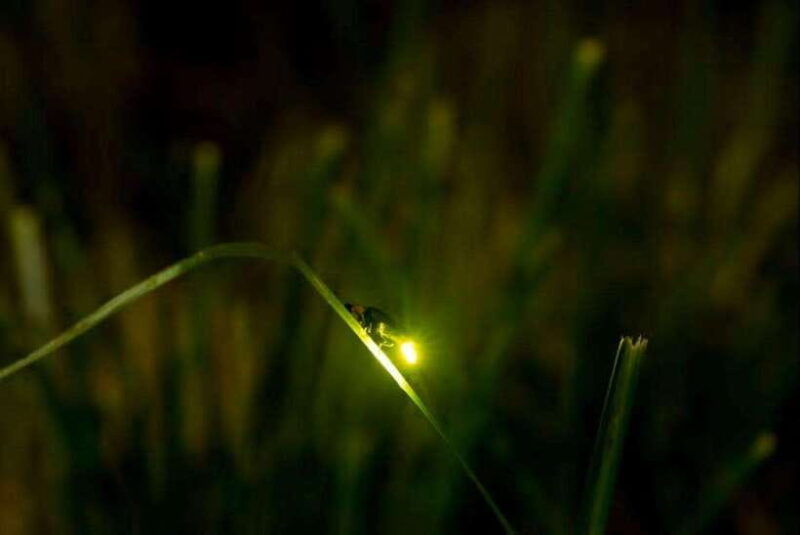 puerto-princesa-firefly-watching-tour-with-dinner-drinks