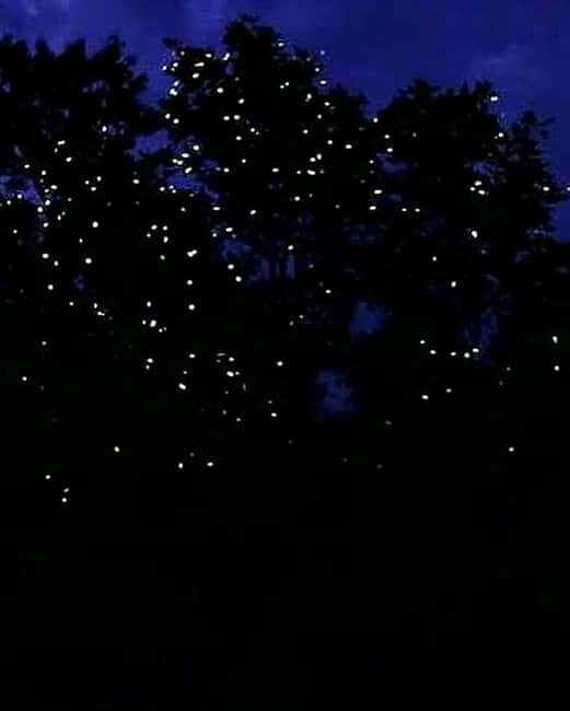 Puerto Princesa: Firefly Watching Tour with Dinner - Exploring the Firefly Watching Experience in Palawan  