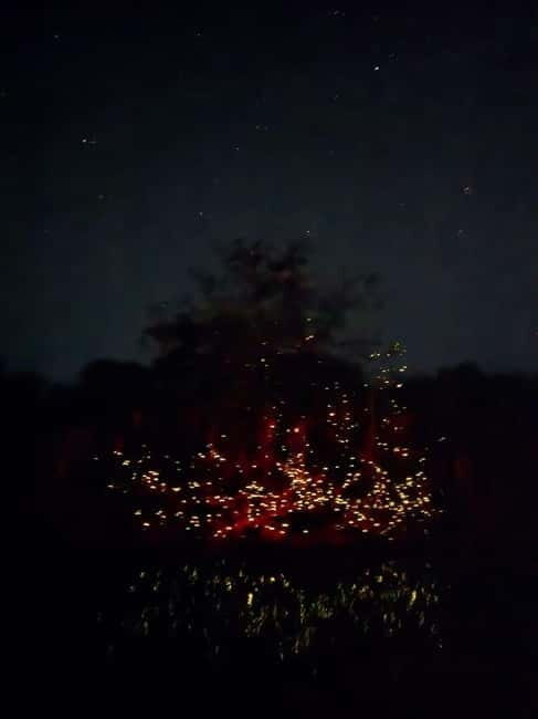 Puerto Princesa: Firefly Watching Tour with Dinner - Who Will Love This Tour?  