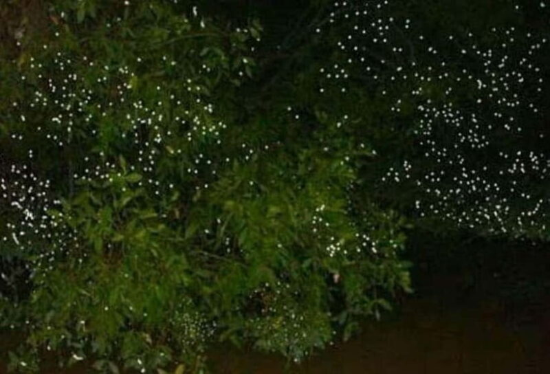 Puerto Princesa: Firefly Watching Tour with Dinner - The Sum Up  