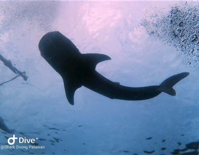 Puerto Princesa: Guided Diving Tour with Snacks - What Makes This Tour Stand Out?