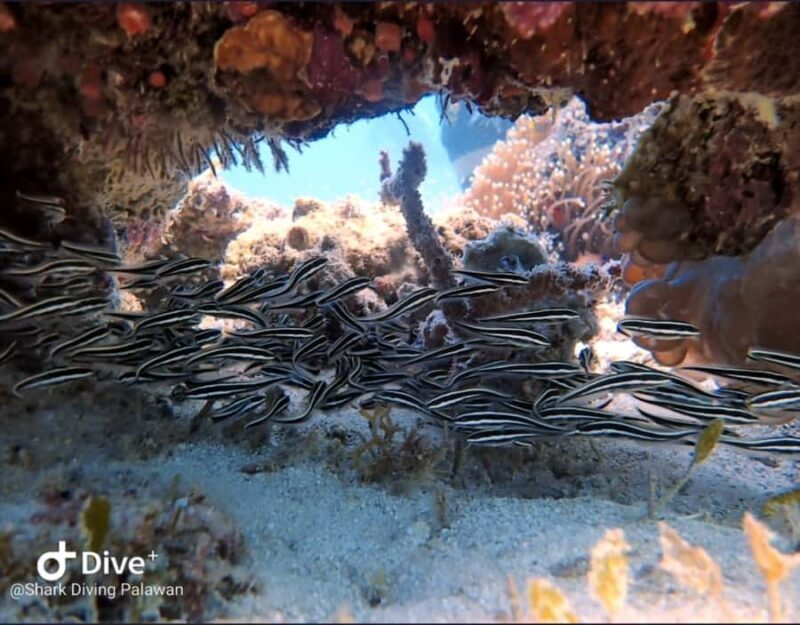 Puerto Princesa: Guided Diving Tour with Snacks - Practical Considerations