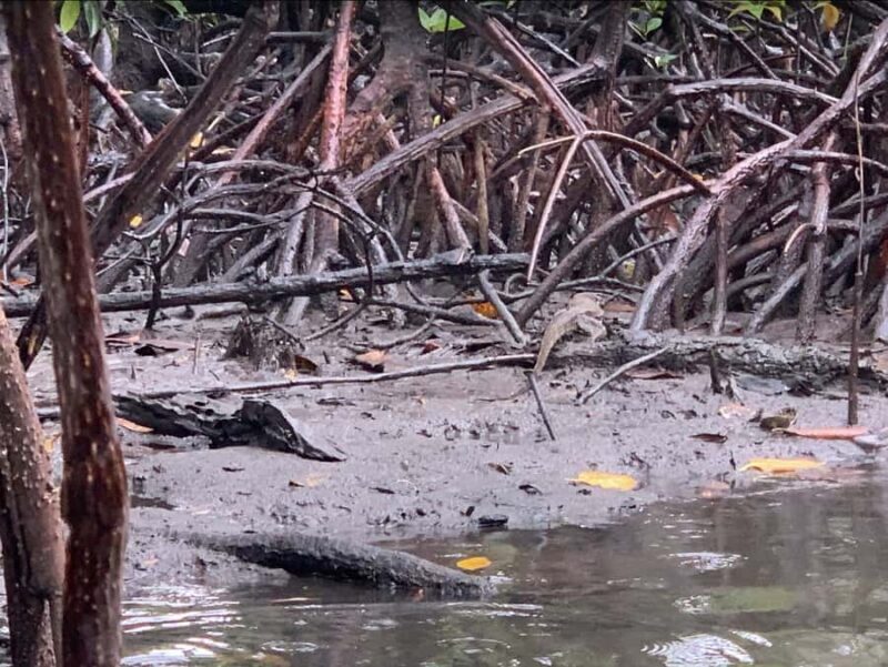 Puerto Princesa: Jungle Trail Trek to the Underground River - FAQs