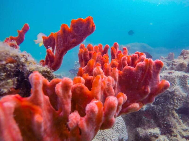 puerto-princesa-private-honda-bay-island-hopping-tour