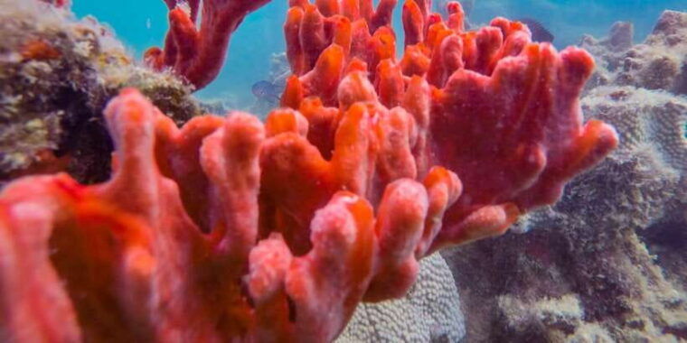 puerto-princesa-private-honda-bay-island-hopping-tour