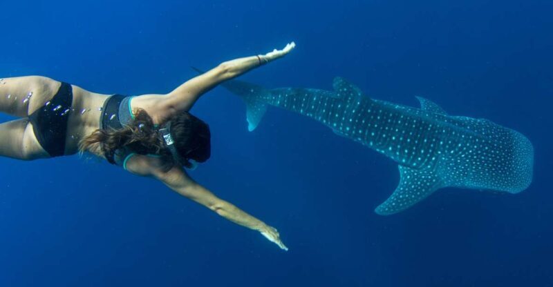 Puerto Princesa: Swim with Whale Sharks Boat Cruise - What to Expect on the Tour